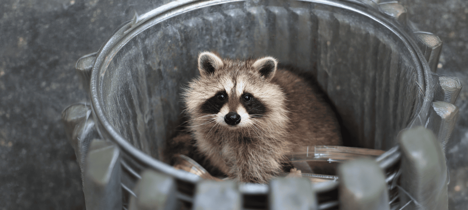 Wildlife Removal